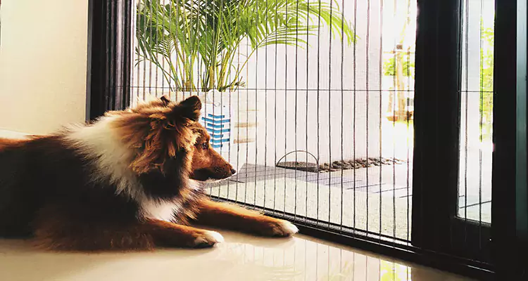 Sliding Screen Pet Door Repair in Eustis, FL