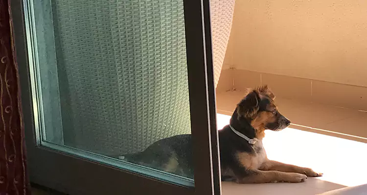 French Door Pet Screen Repair in Eustis, FL